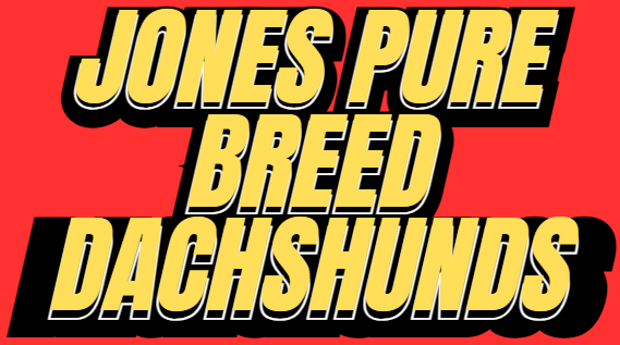 JONES PURE BREED DACHSHUNDS